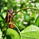 cicadas-science-lede-GettyImages-1233311436.jpg